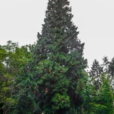 Thuje pod Kaltenštejnem