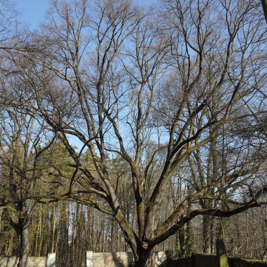 Lípa u Nejsvětější Trojice