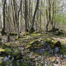 Trimberg bei Reichensachsen