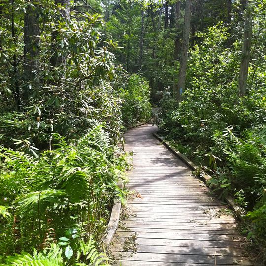 Pachaug State Forest