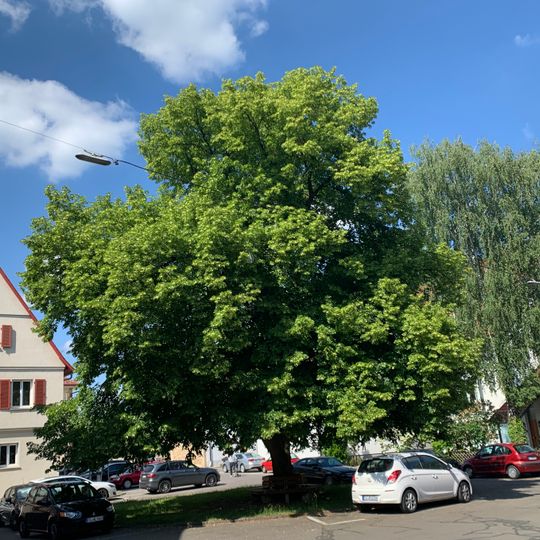 1 Linde, Naturdenkmal in Ostfildern