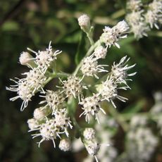 Arboreto Lewis W. Barton