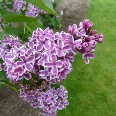 Hulda Klager Lilac Gardens