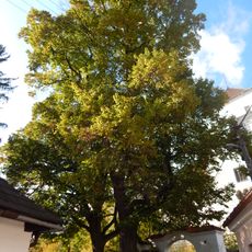 Skupina dvou lip malolistých