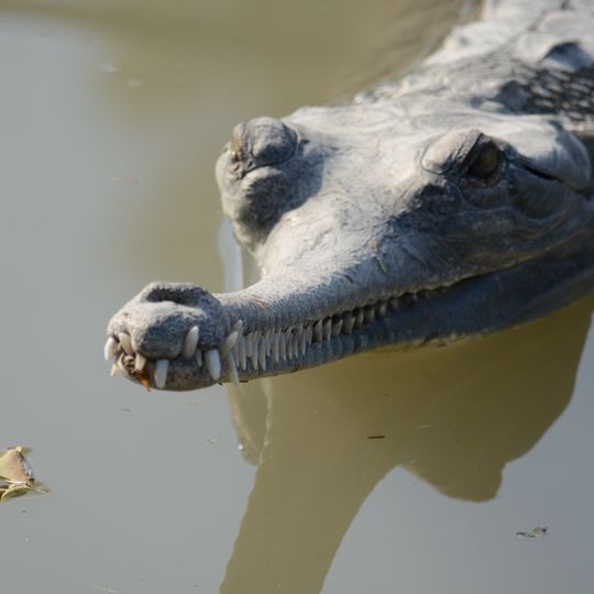 Crocodiles in Hamat Gader