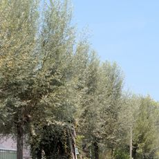 Kopfweiden am Almkanal