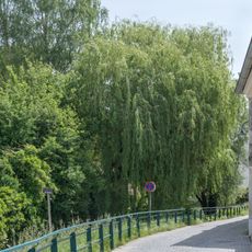 Trauerweide im Wehrgraben