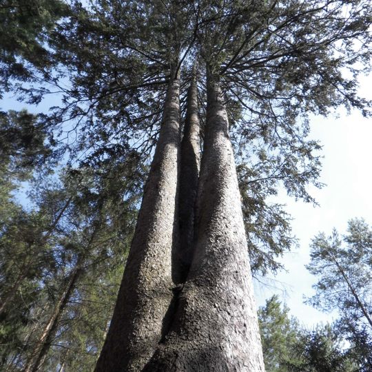 Smrk Troják v Lánech