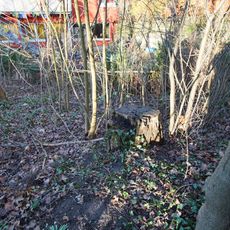 Esche im Kirchengemeindegarten