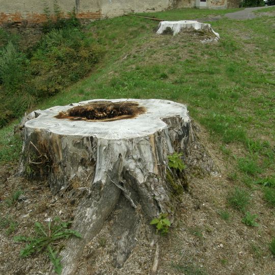 Dvojice jilmů v Budči