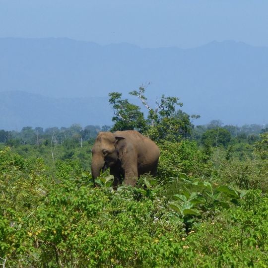 Udawalawe National Park