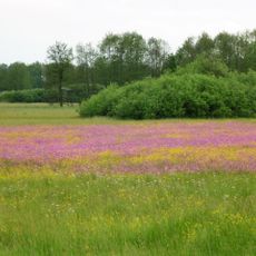 Runstwiesen und Totenmoos