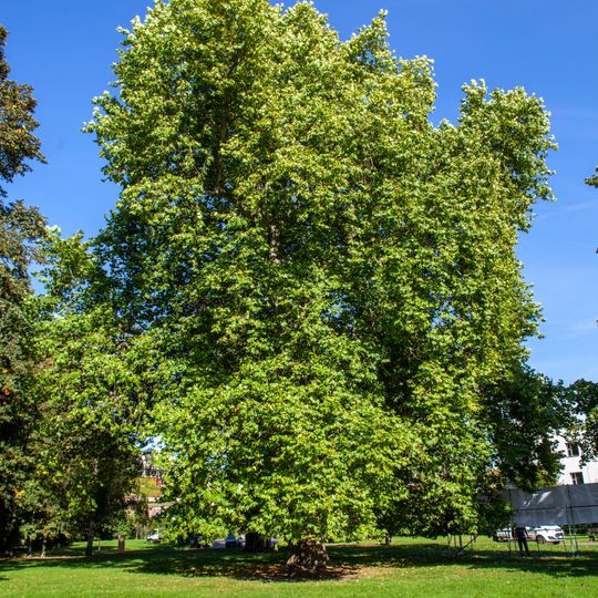 Platan a borovice na Mariánské louce
