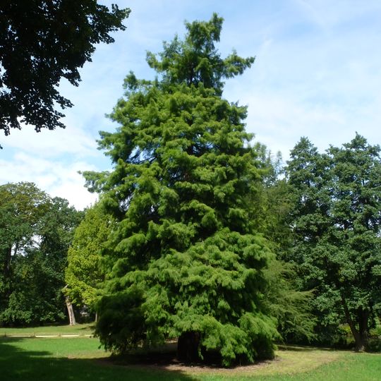 Sumpf-Zypresse Schloss Charlottenburg