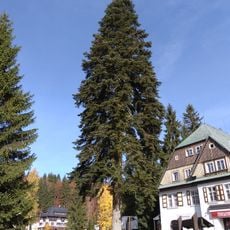 Špindlerovská jedle