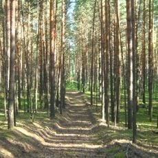 Timerzyaevsky Forest