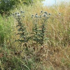 Kiesgruben Wallendorf/Schladebach