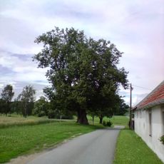 Lípa v Okrouhlé Raduni