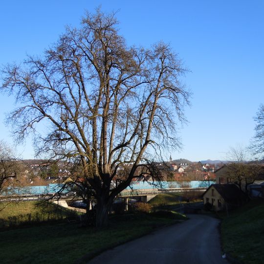 Birnbaum im Gewann Gonse