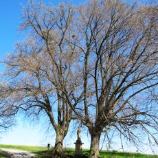 Lípy u Svatého Gerarda