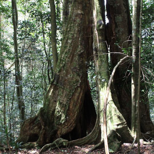 Ngangao Forest
