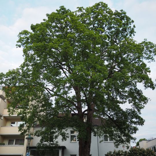 Berg-Ahorn Plantagenstraße 3