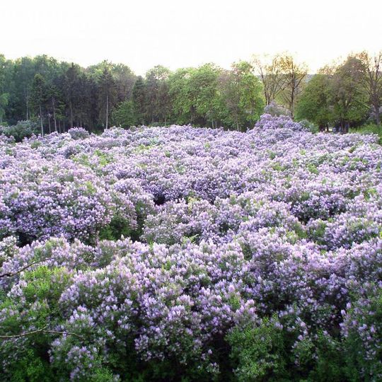 Сиреневая роща