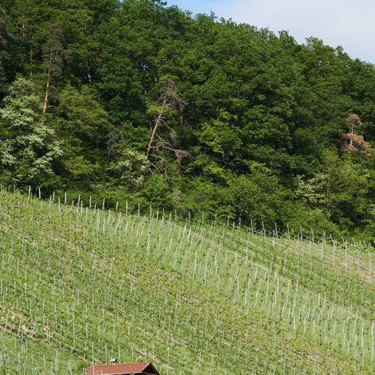 Steppenheidezone zwischen den Weinbergen u.d.Wald