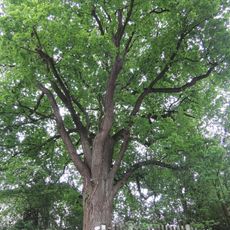 Stieleiche in Urfahr