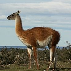 Calipuy National Sanctuary