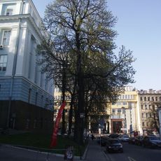 Voinsvenskyi Aesculus