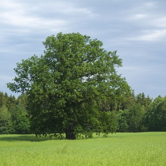 Richter-Eiche nördlich Blankenhain
