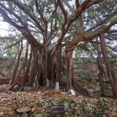 Ficus delle Pagode