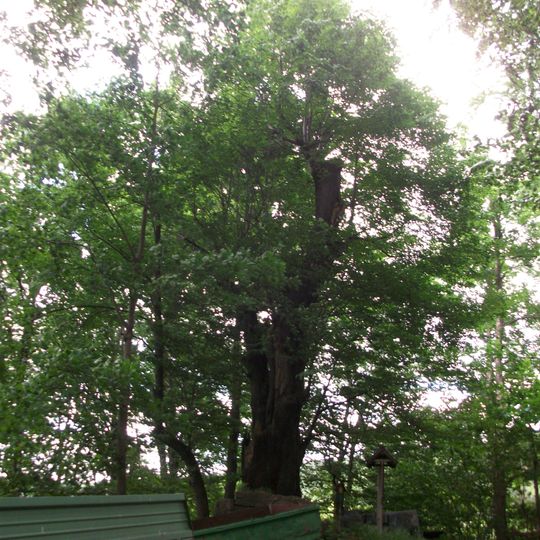 Linde am Eduardstein