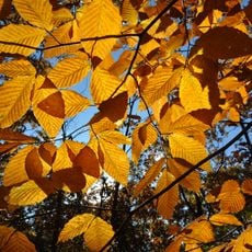 Wachusett Meadow Wildlife Sanctuary