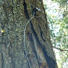 Polebridge to Numa Ridge Phoneline