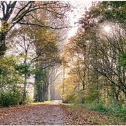 Steinse Groen