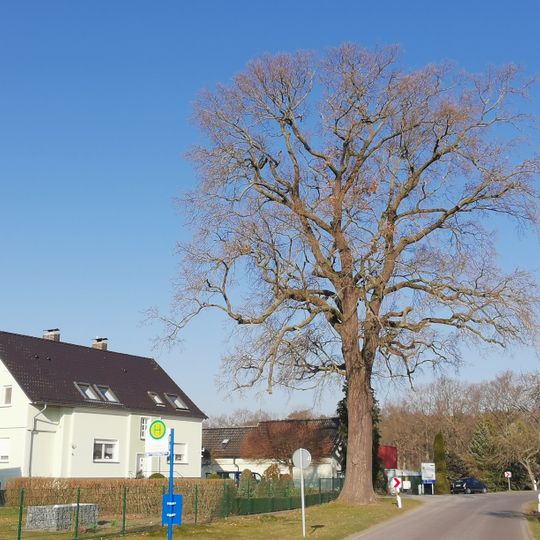 Naturdenkmal Stieleiche