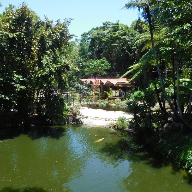 Kuranda Koala Gardens