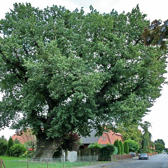 Tausendjährige Eiche