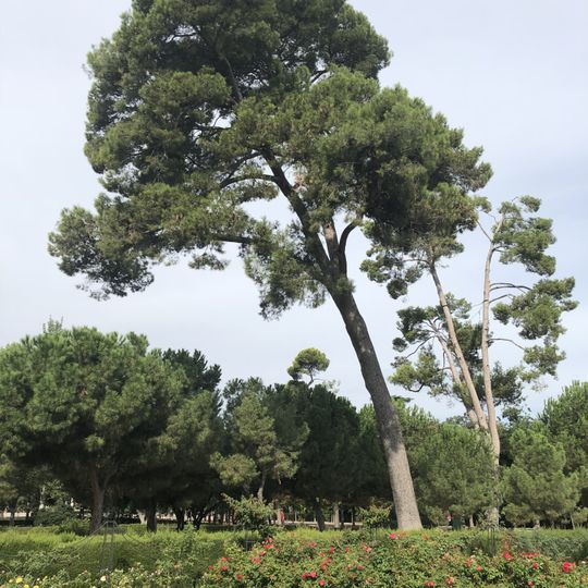 Pino carrasco de La Rosaleda