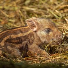 Wildpark Schloss Tambach