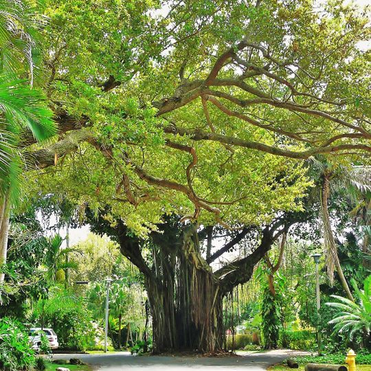 Coconut Grove