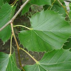 Jardin des plantes d'Amiens