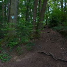 Waldstück auf dem Kleinheppacher Kopf