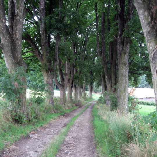 Klenová alej u Koječína