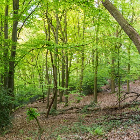 NSG Mintarder Ruhrtalhang und Mintarder Berg