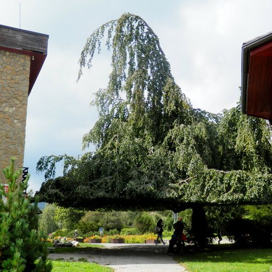 Buk lesný zo Starý Smokovec