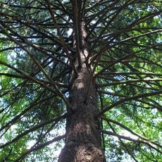 Douglaska v Újezdci