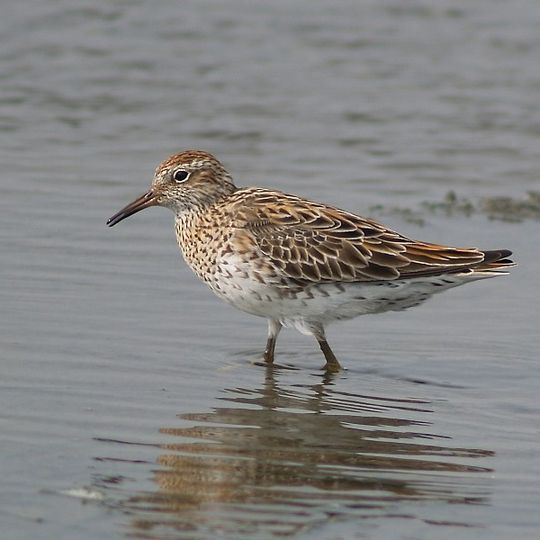 Lake McLarty Nature Reserve
